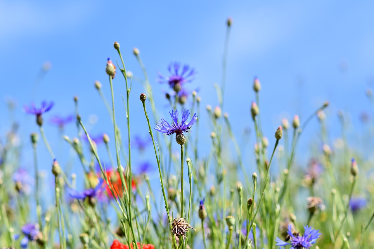 5-Ways-to-Make-Your-Garden-an-Oasis-of-Calm.jpg