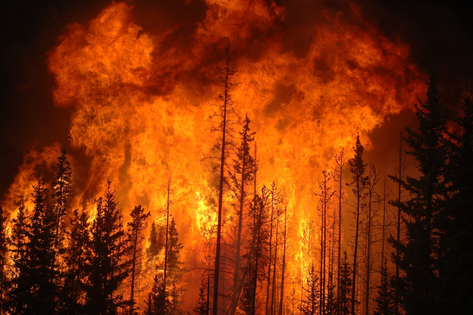 Bush-Forest-Fire-Australia-Latest-International-News.jpg