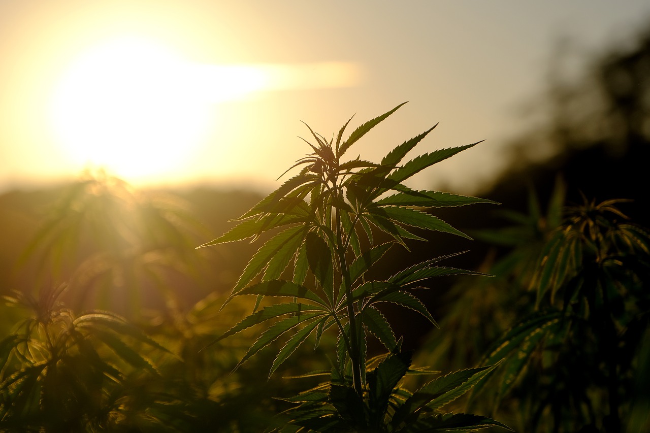 For The Hemp Guest Post Niche - Top 10 Sites Accepting Blogs