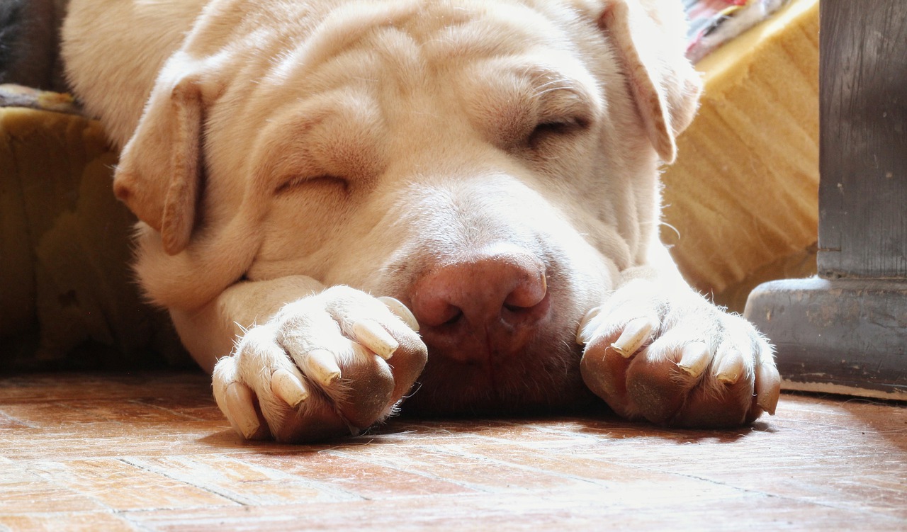 Snoring-What-Should-You-Do.jpg