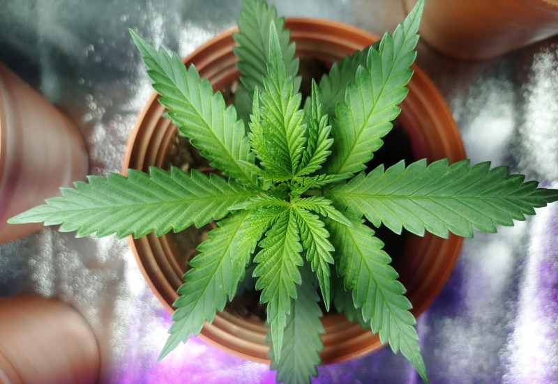Beginner’s Guide to THCA Flower