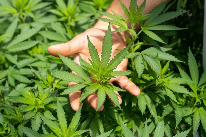 Hemp And Its Benefits