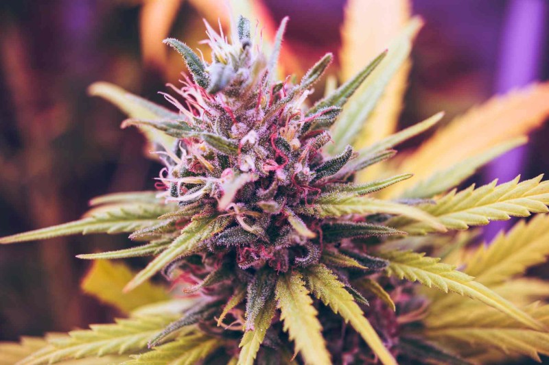 What is Hemp?