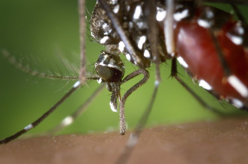 How to Choose the Right Mosquito Control Company