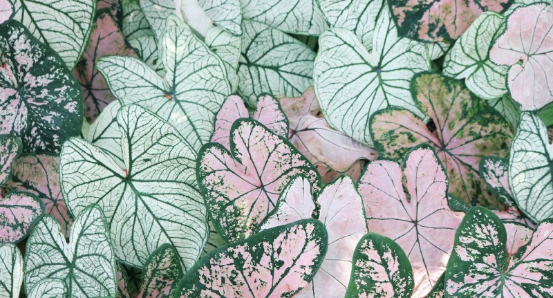 The Science of Design: Understanding Color Combinations in Floral Wallpaper