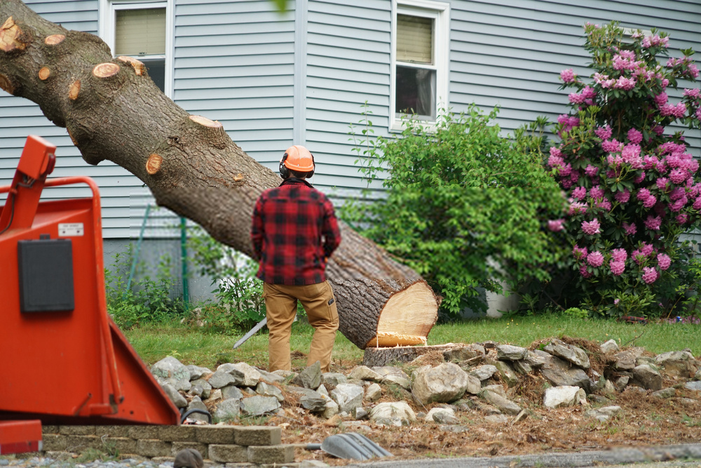 tree-removal.jpg