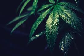 Cannabinoid
